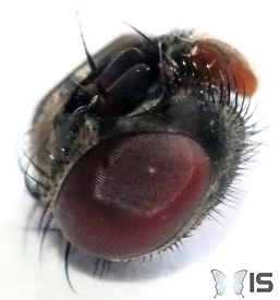 Portrait macro et oeil d'une mouche